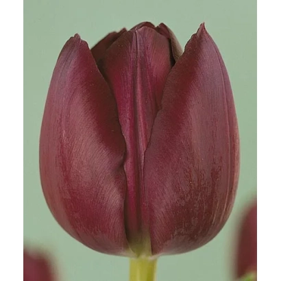 Tulip variety Caravelle on light green background