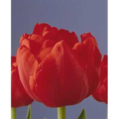 Крупный план красных тюльпанов на синем фоне - Карлтон