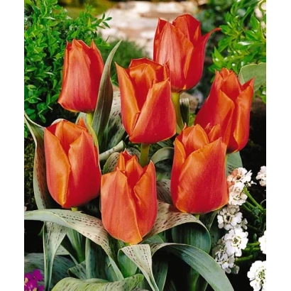 Красные тюльпаны сорта Каса Гранде на фоне зелени - Каса Грандэ