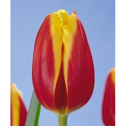 Tulip Casa Nova with red and yellow petals against a sky background