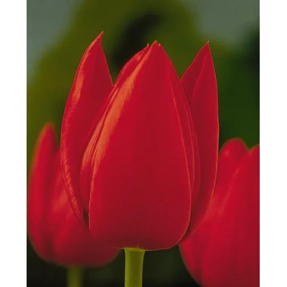Red tulips on a green background - Cassini