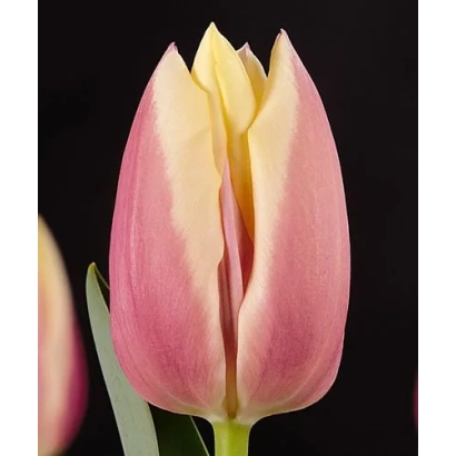 Тюльпан сорту Каталина на чорному фоні