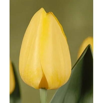 Желтый тюльпан на фоне зелени - Киис Плаг