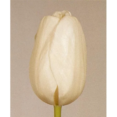 Белый тюльпан сорта Сэнтерфолд