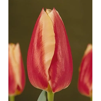 Крупный план красного тюльпана на фоне других цветов - Цэнтурион