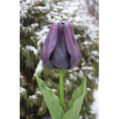 Тюльпан сорта Черный Принц на снежном фоне