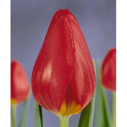 Красный тюльпан на фоне других цветов - Чарлэс
