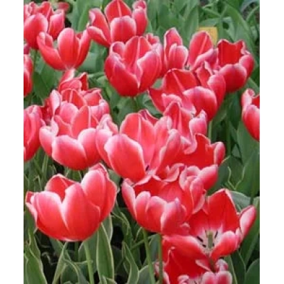 Красные тюльпаны сорта Чармьор на фоне зелени - Чармэур