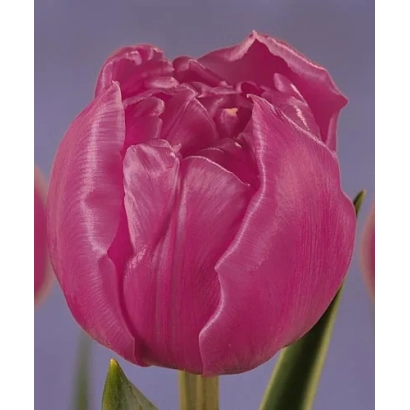 Розовый тюльпан на фиолетовом фоне - Чато