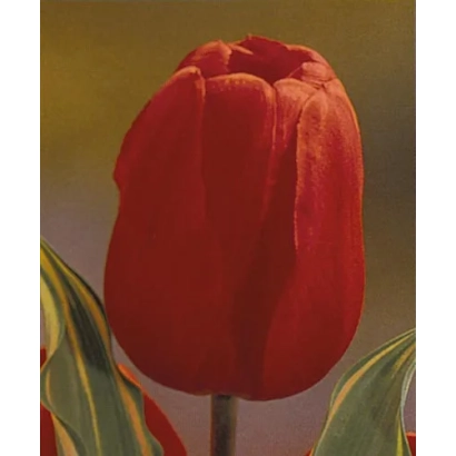 Red tulip with leaves in the background - Cheerleader