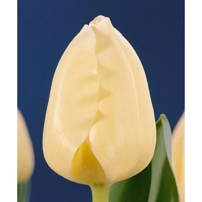 Белый тюльпан на синем фоне - Чирс