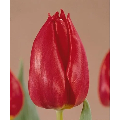 Червоний тюльпан на нейтральному фоні - Чеироса