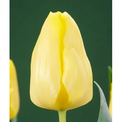 Желтый тюльпан на зеленом фоне - Чэрида