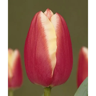 Крупный план красного тюльпана с желтой полосой на лепестке на размытом фоне - Чиэфтаин