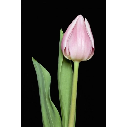 Розовый тюльпан на черном фоне - Кристмас Клоуд