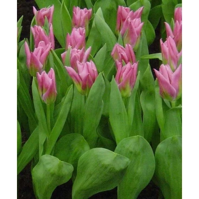 Pink Christmas Exotic tulips in a garden bed