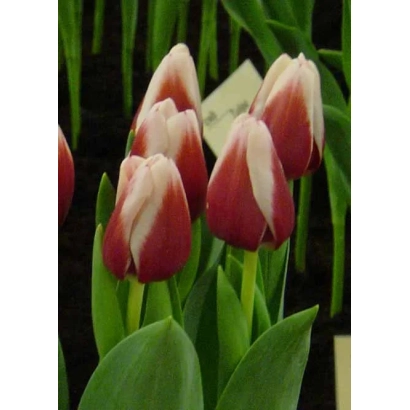Red and white tulips in pots - Christmas Gift