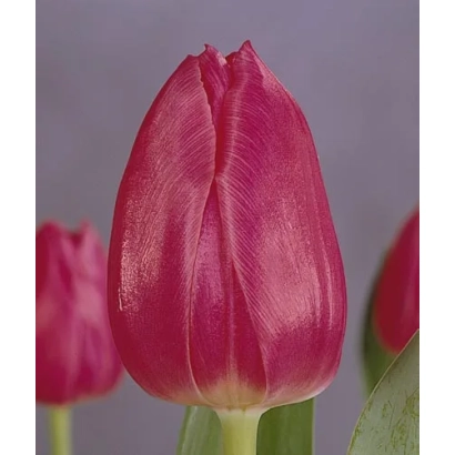 Крупный план красного тюльпана Кристмас Марвэл на фоне других цветов