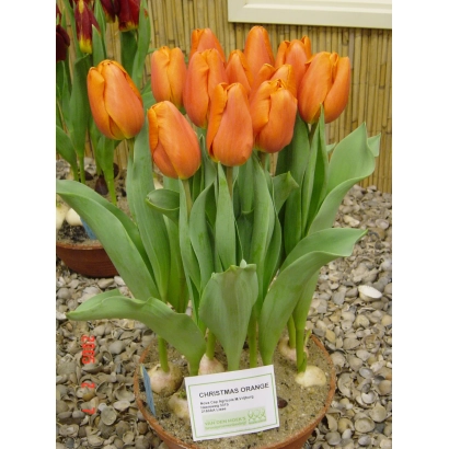 Тюльпаны Кристмас Оранж в горшке на гравии