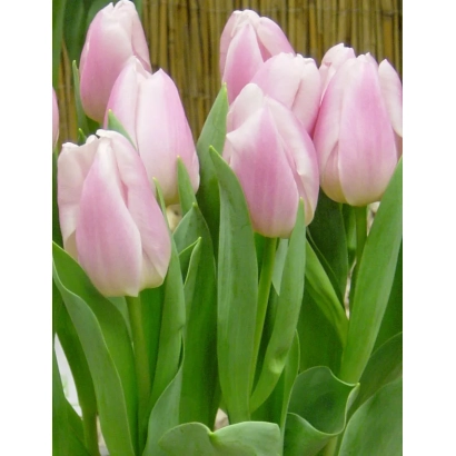 Розовые тюльпаны Кристмас Рэкорд на фоне деревянной панели