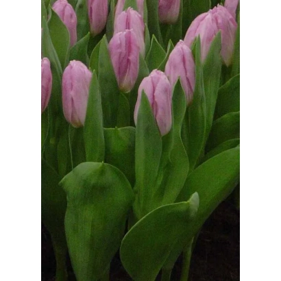 Pink tulips against green foliage - Christmas Star