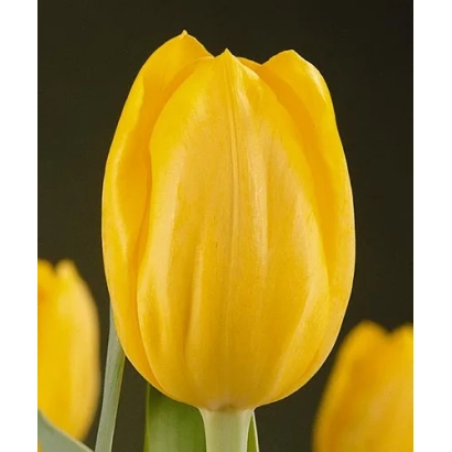 Желтый тюльпан на темном фоне - Кристмас Елов