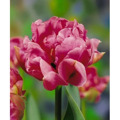 Pink tulips on a green background - Christo