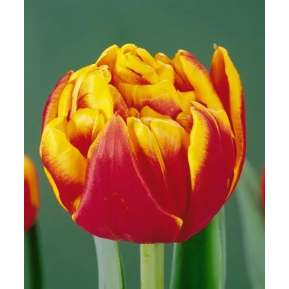 Cilesta tulip on green background