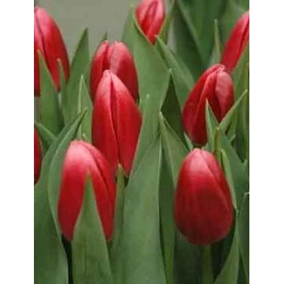 Red tulips on green background - Circuit