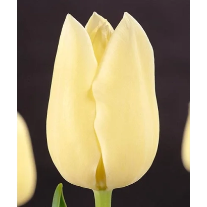 Yellow tulip on dark background - City of Vancouver
