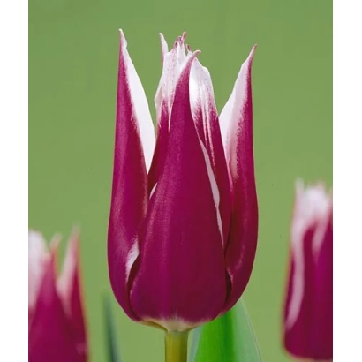 Tulip variety Claudia on green background