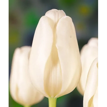 White tulips on a blurred background - Clearwater