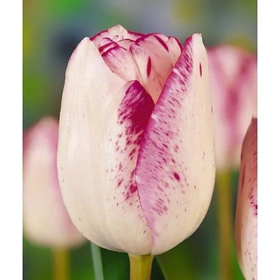 White tulip with pink speckles - Cloud Nine