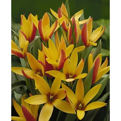 Желтые тюльпаны Клузиана 'Синтия' на фоне зелени