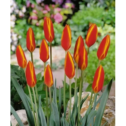 Тюльпаны Clusiana var. chrysantha 'Tubergen's Gem' на фоне сада - Клузиана вар. кризанта "Тубэргэн'с Гэм"