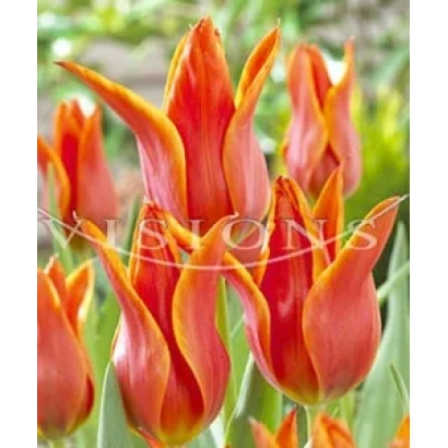Cobra tulips against a green background