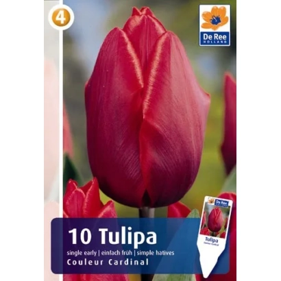 Coleur Cardinal — tulips in packaging