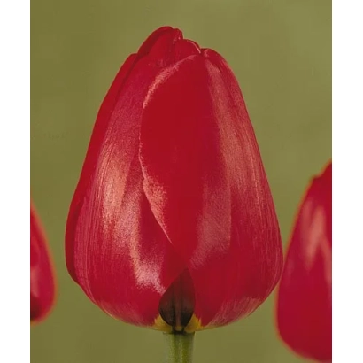 Close-up of a red tulip on a green background - Come-Back