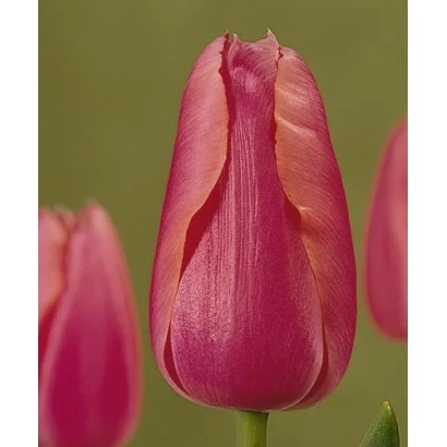Pink tulip on green background - Companion