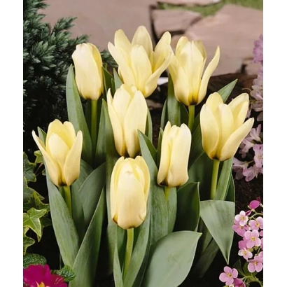 Yellow tulips of the Concerto variety in a bouquet