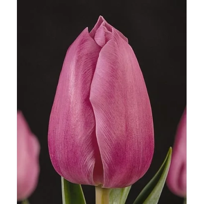 Pink tulip on dark background - Konkurs