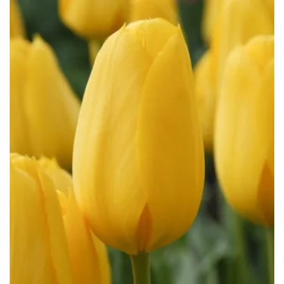 Yellow tulips of the Conqueror variety against a green background