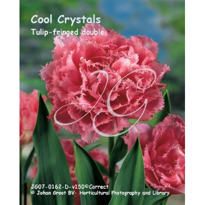 Cool Crystals tulip seeds — pink fringed double flowers