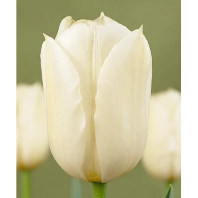 White tulip on green background - Coquette