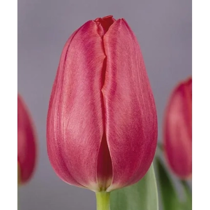Close-up of a red tulip on a gray background - Cor Boersma