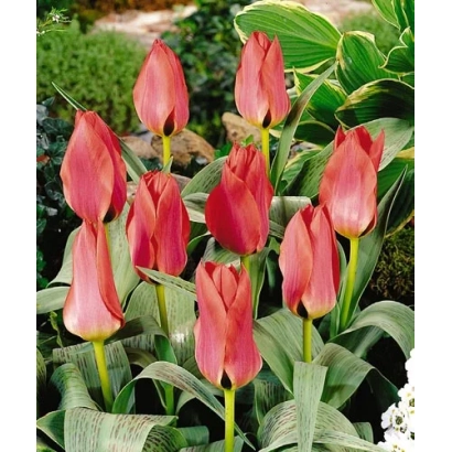 Red Coral Satin tulips against green foliage
