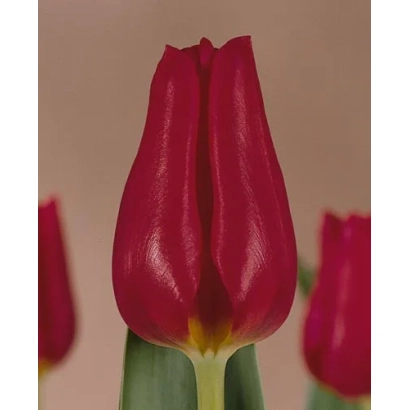 Красный тюльпан на фоне других цветов - Коринас Чойз