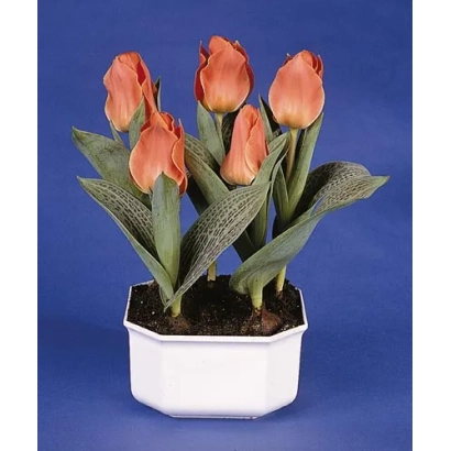 Corsage tulips in a white pot on a blue background