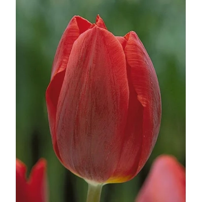Red tulip variety Couleur Cardinal against green background
