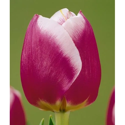 Pink and white tulip on green background - Cracker